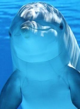 dolphin-podcast-curiosity